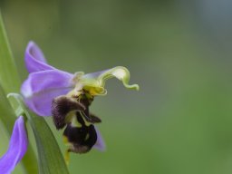 11_Ophrys_apifera